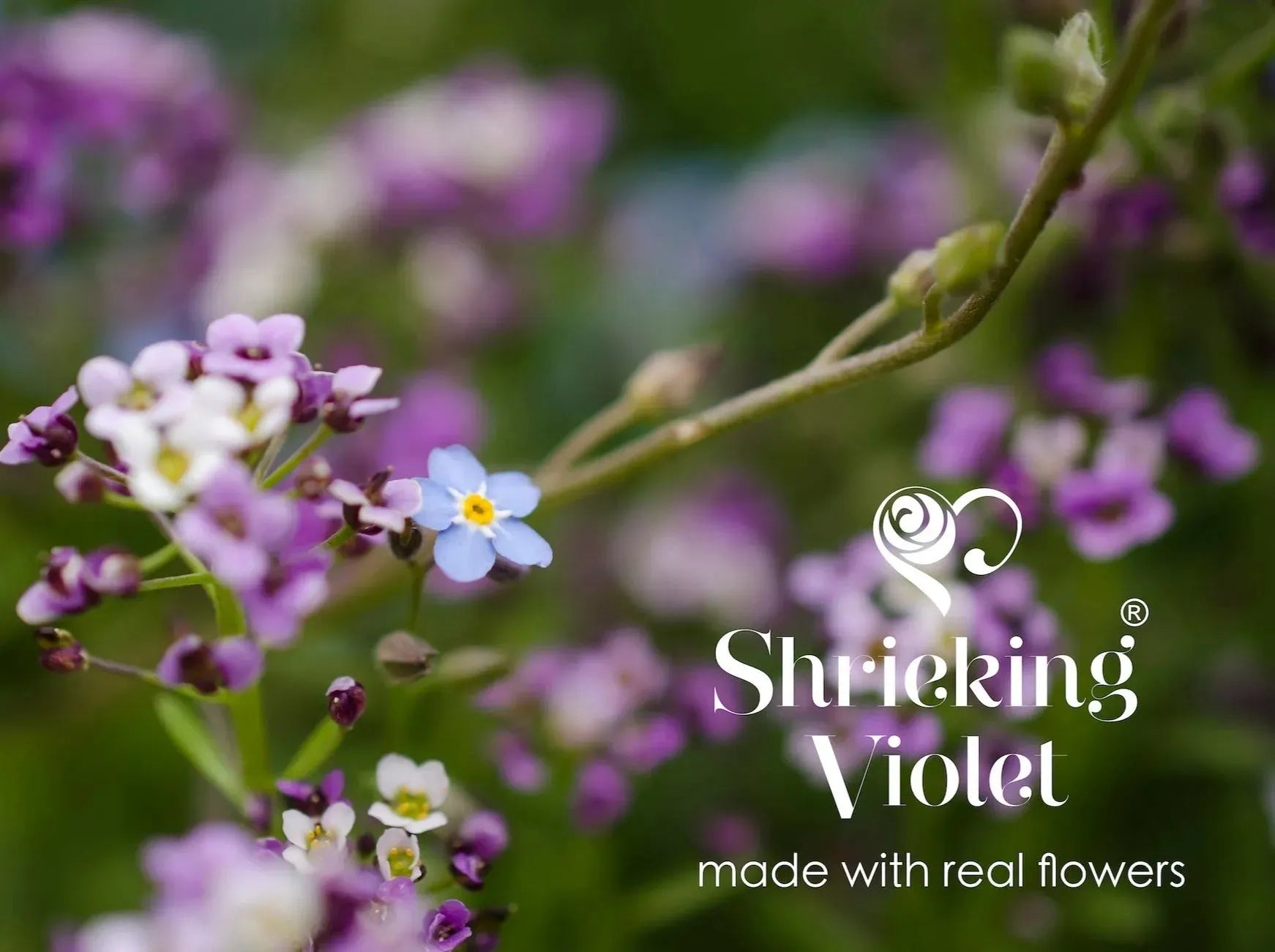 Silver Oval Brooch with real Forget-Me-Not flowers by Shrieking Violet®