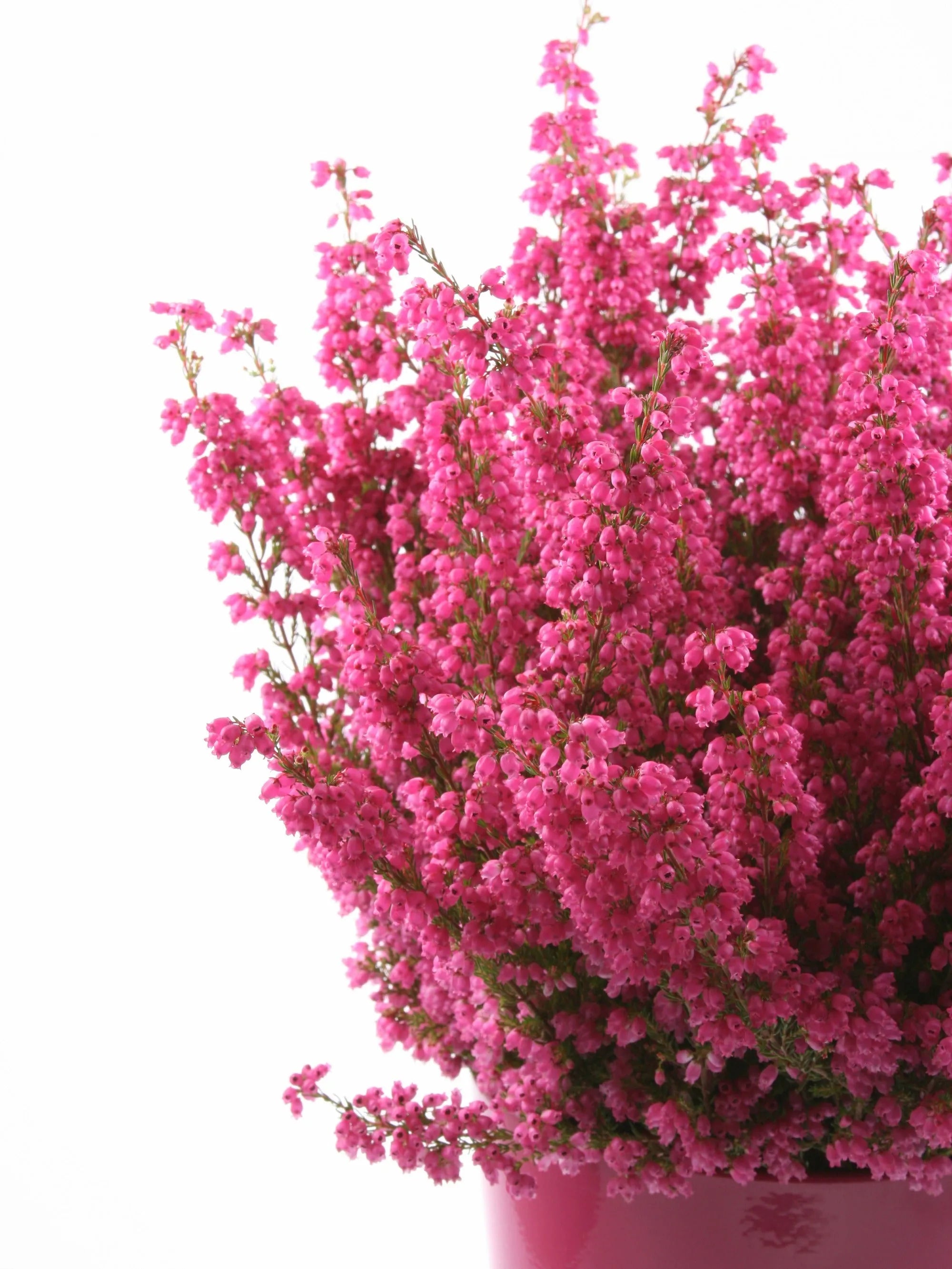 Runde Heidekraut-Halskette aus Sterlingsilber – handgefertigter echter Blumenanhänger