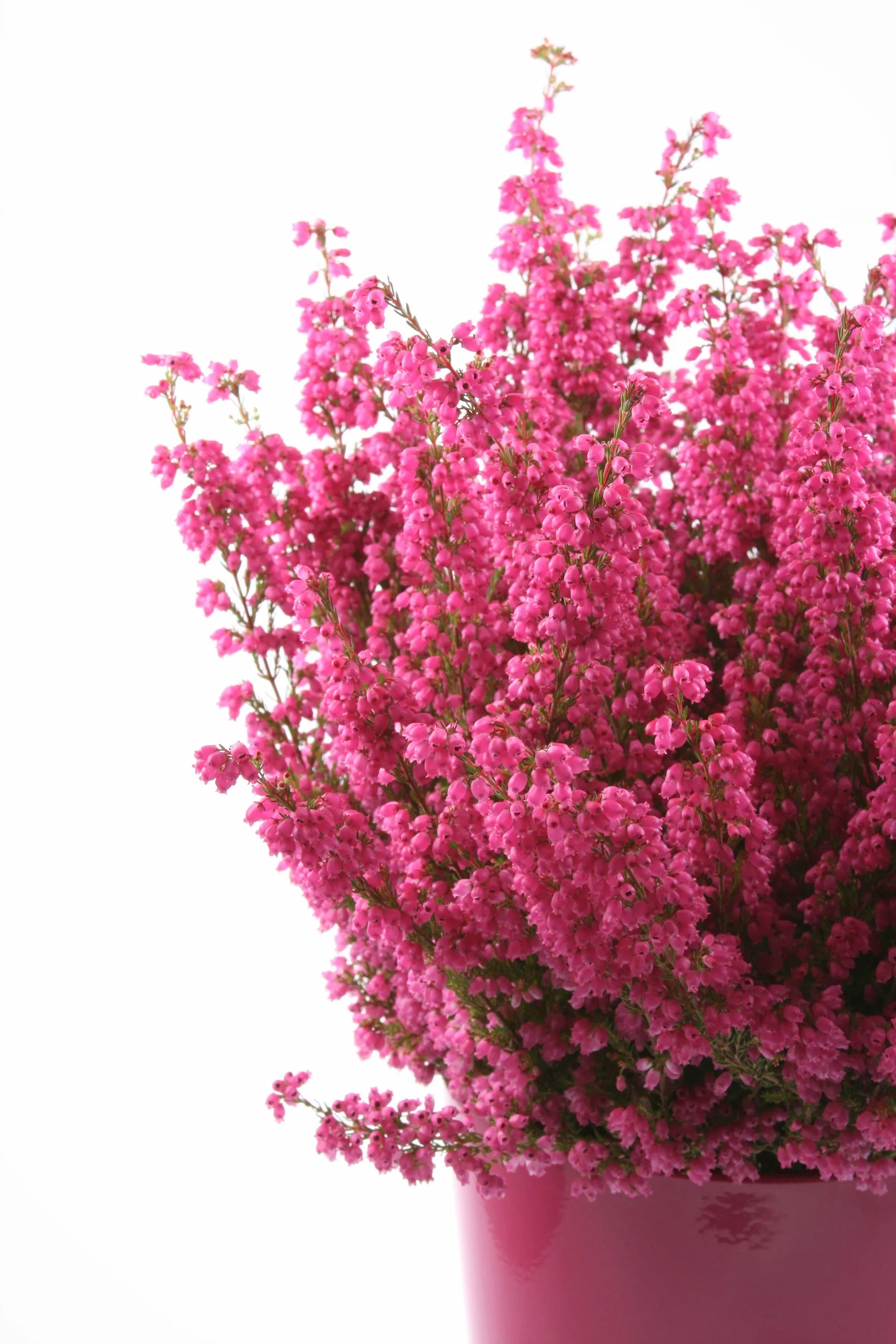 Handgefertigte kleine Herz-Heather-Halskette aus Sterlingsilber – echte Blumen