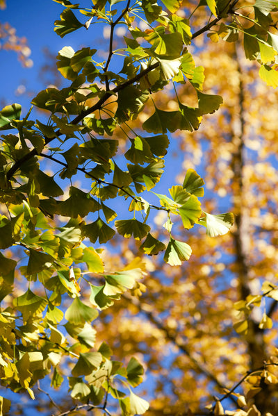 Gold-plated Ginkgo Leaf Pendant Necklace