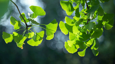 Gold-plated Ginkgo Leaf Pendant Necklace