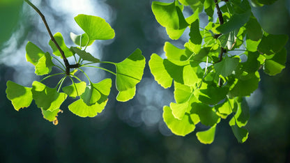 Collana con foglia placcata in oro con una vera foglia di Ginkgo immersa in oro - catena da 24" e scatola regalo