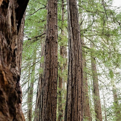 Real Redwood Leaf Gold-Plated Pendant Necklace