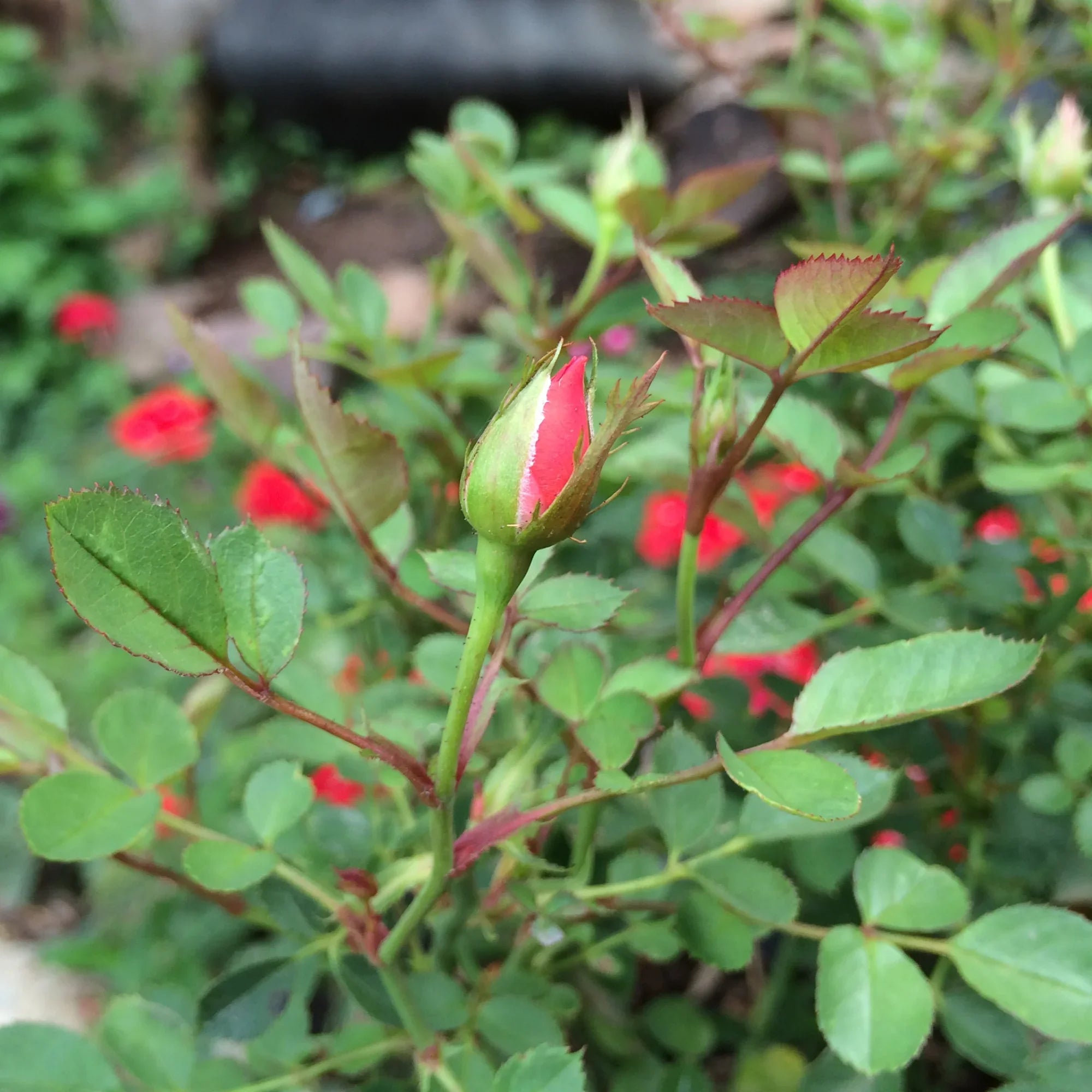 Miniatur-Rosen-Ohrhänger 'Leela' vertikaler Balken