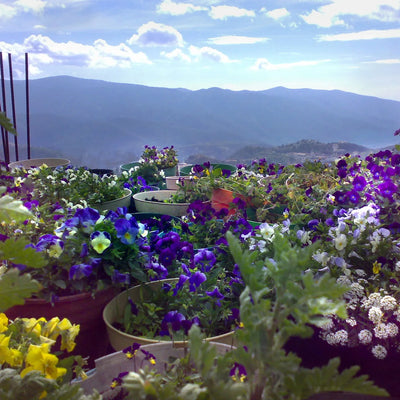 Sonnenhalskette aus Sterlingsilber mit echten Blumen - Shrieking Violet®