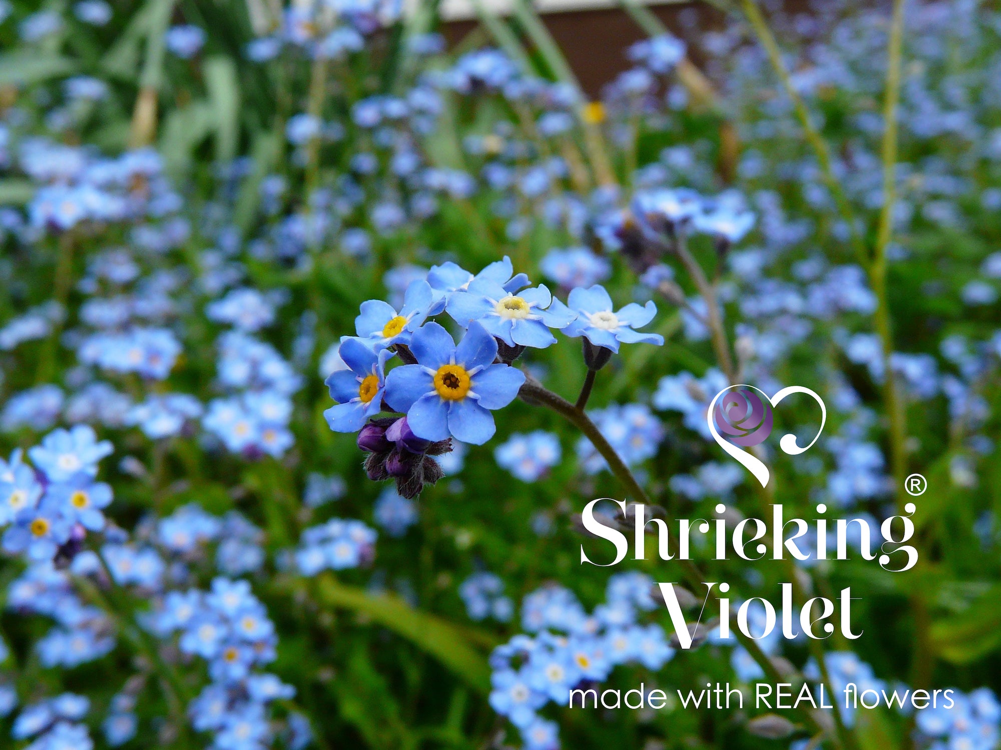 Vergissmeinnicht-Ohrringe in runder Form aus Sterlingsilber – handgefertigt mit echten Blumen