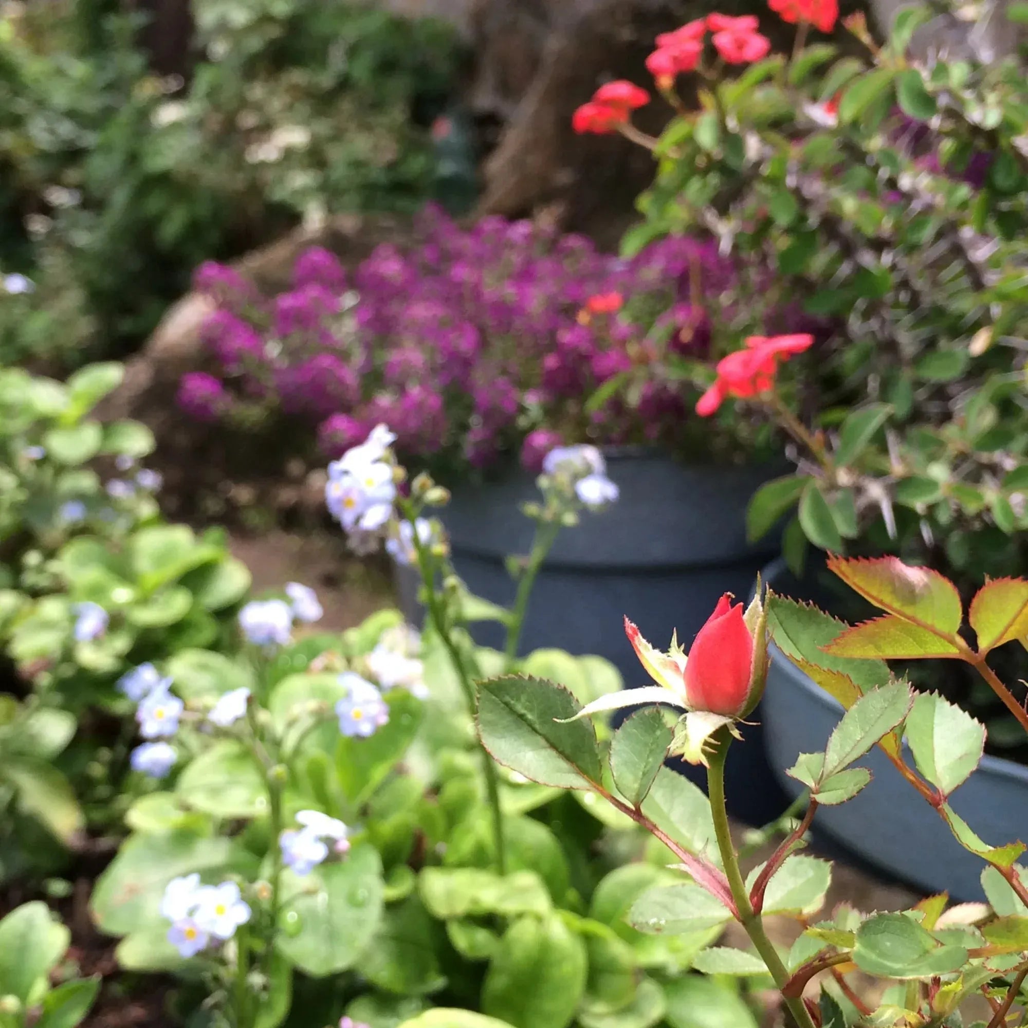 本物のトウダイグサの花をあしらった小さな丸いペンダント – シルバー