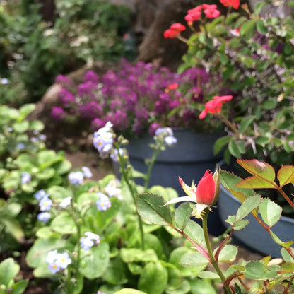 本物のトウダイグサの花をあしらった小さな丸いペンダント – シルバー