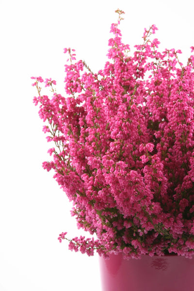 Halskette mit Herz-Anhänger Heather