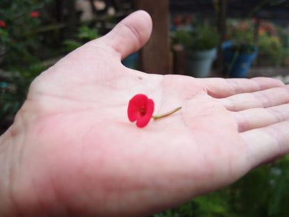 本物のトウダイグサの花をあしらった小さな丸いペンダント – シルバー