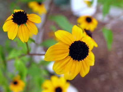 Sonnenblumen-Armreif mit echten Blumen von Shrieking Violet®
