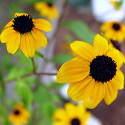 Lange Tropfenohrringe mit gemischten Blumen aus Sterlingsilber – handgefertigt mit echten Blumen